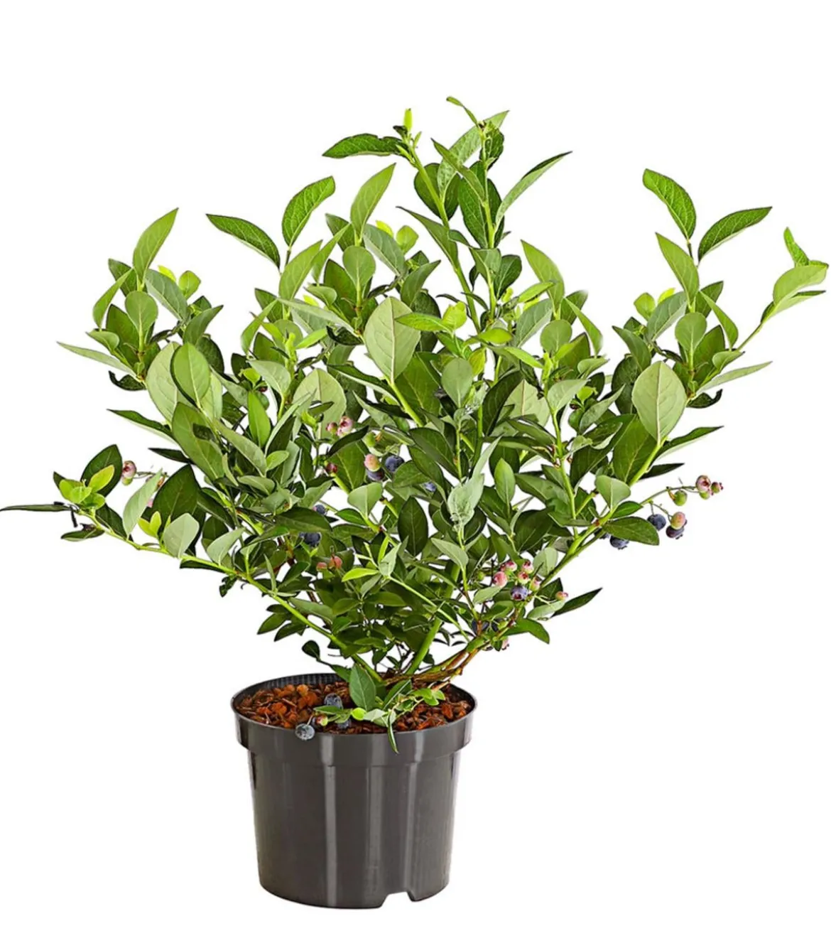 Dehner Gourmet Garten Heidelbeere 'Spartan'