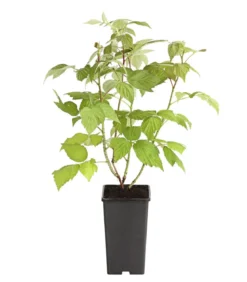 Dehner Gourmet Garten Himbeere 'Aroma Queen®'