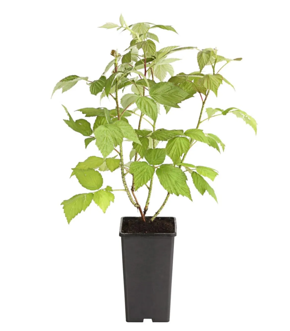 Dehner Gourmet Garten Himbeere 'Aroma Queen®'