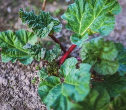 Dehner Gourmet Garten Himbeer-Rhabarber