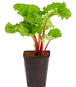 Dehner Gourmet Garten Himbeer-Rhabarber