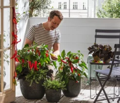 Dehner Gourmet Garten Hänge-Rosmarin
