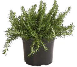 Dehner Gourmet Garten Hänge-Rosmarin