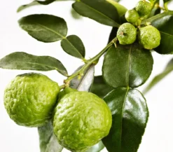 Dehner Gourmet Garten Kaffir-Limette