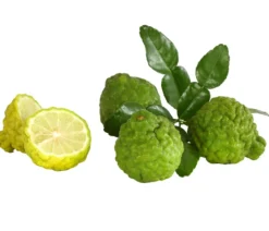 Dehner Gourmet Garten Kaffir-Limette
