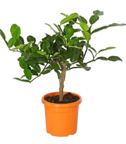 Dehner Gourmet Garten Kaffir-Limette