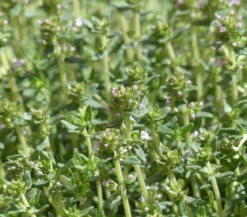 Dehner Gourmet Garten Kugelthymian