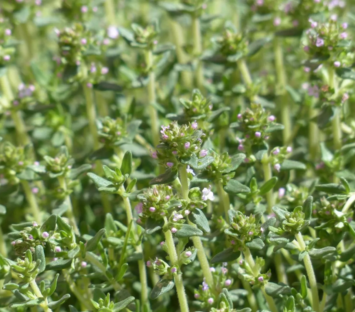 Dehner Gourmet Garten Kugelthymian