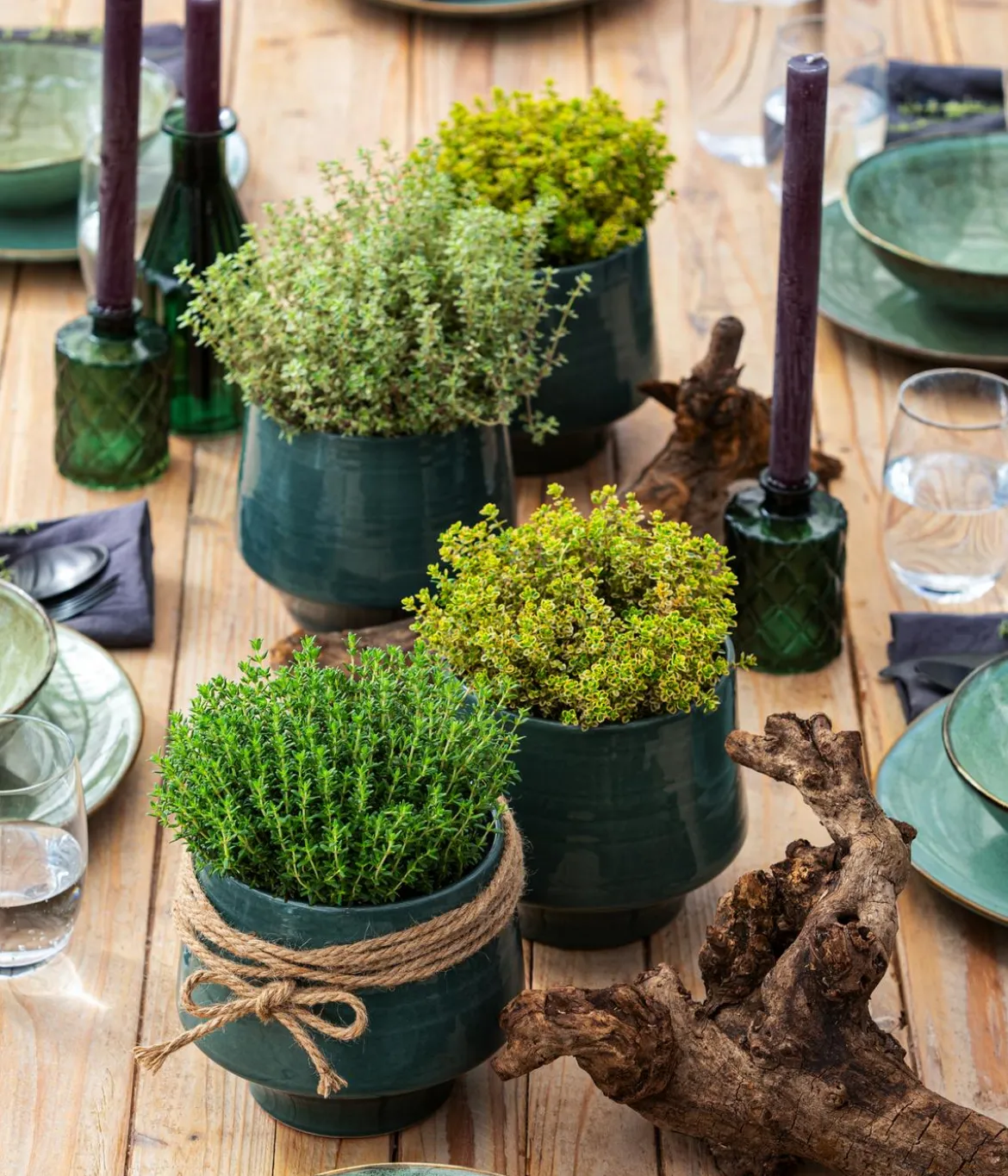 Dehner Gourmet Garten Kugelthymian