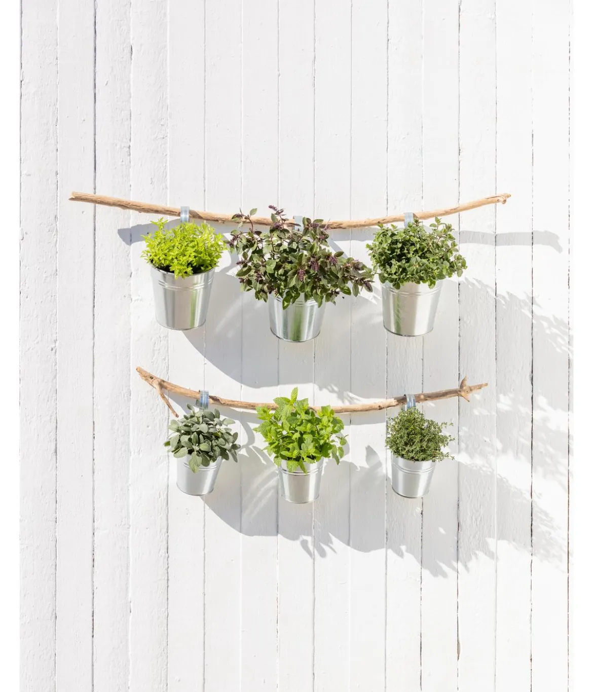 Dehner Gourmet Garten Kugelthymian