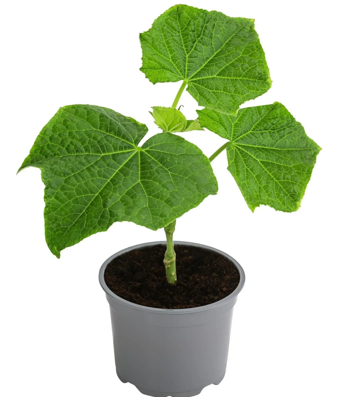Dehner Gourmet Garten Landgurke, veredelt