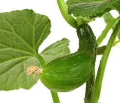 Dehner Gourmet Garten Landgurke, veredelt