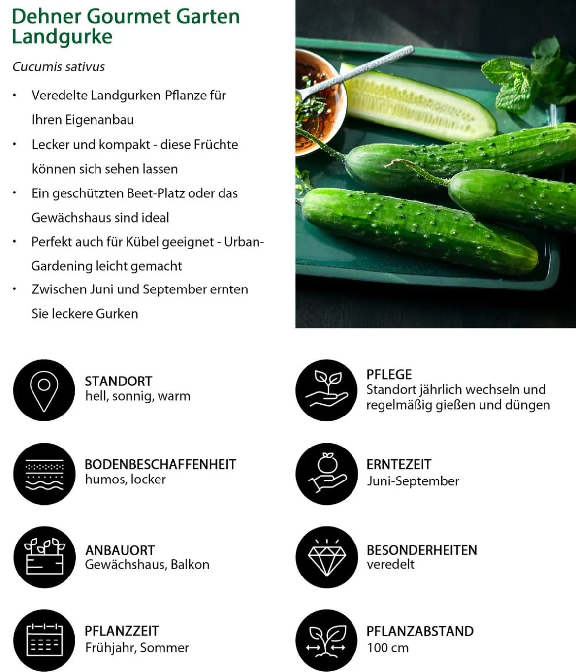 Dehner Gourmet Garten Landgurke, veredelt