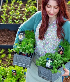 Dehner Gourmet Garten Lange Möhre, 20er Schale