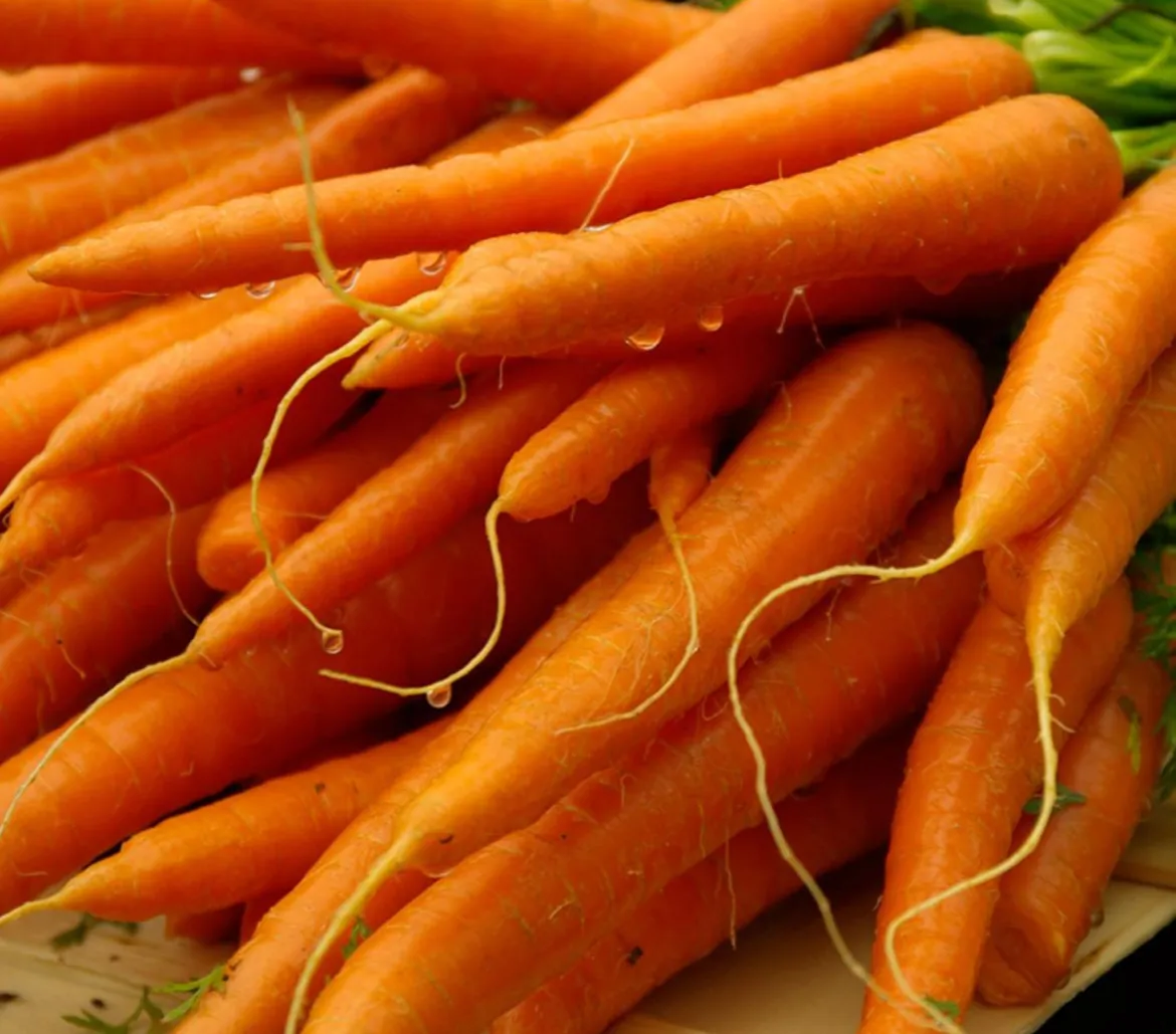 Dehner Gourmet Garten Lange Möhre, 20er Schale