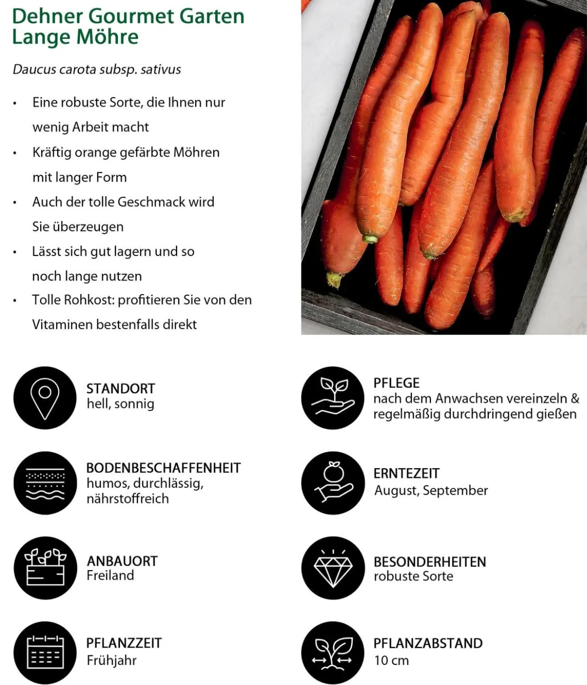 Dehner Gourmet Garten Lange Möhre, 20er Schale