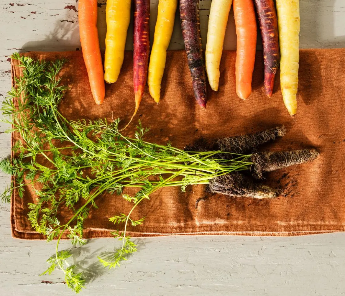 Dehner Gourmet Garten Lange Möhre, 20er Schale