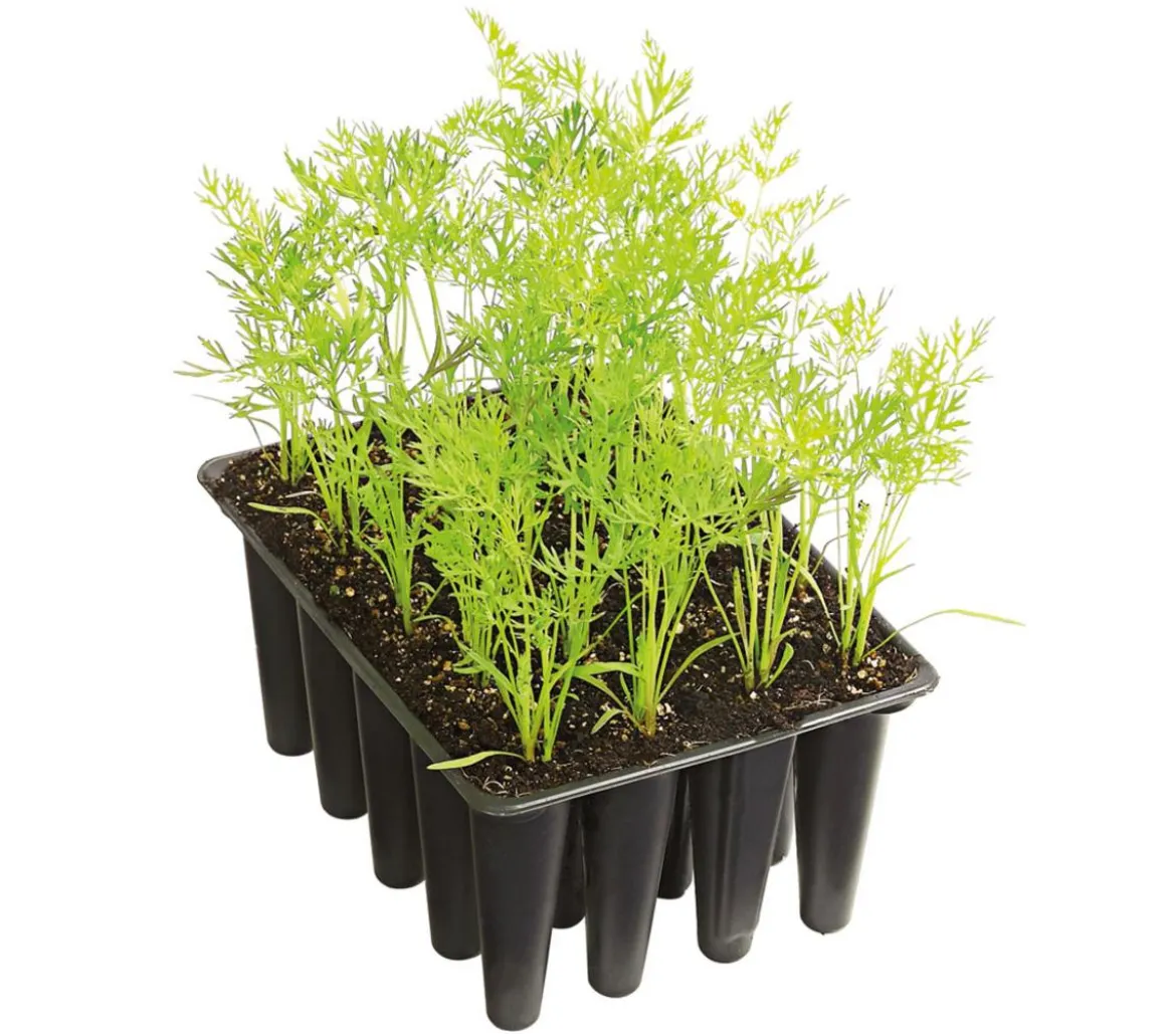 Dehner Gourmet Garten Lange Möhre, 20er Schale