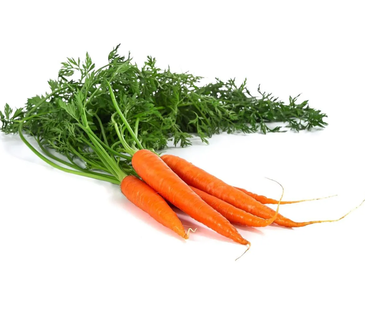 Dehner Gourmet Garten Lange Möhre, 20er Schale