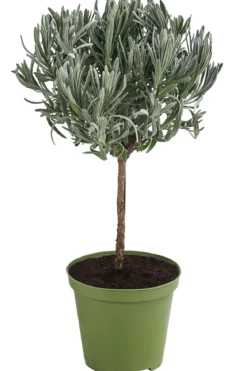 Dehner Gourmet Garten Lavendel, Hochstamm