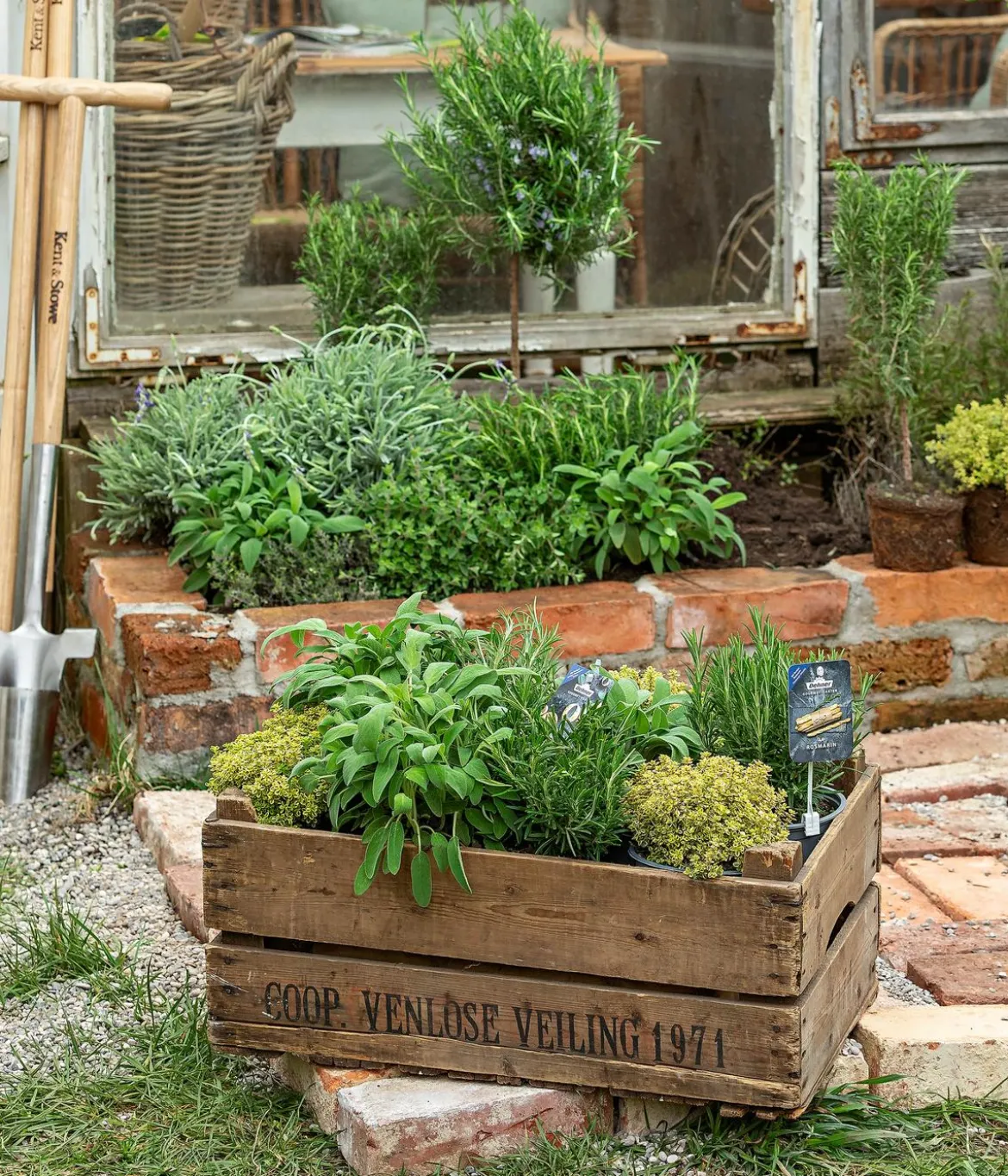 Dehner Gourmet Garten Majoran, einjährig