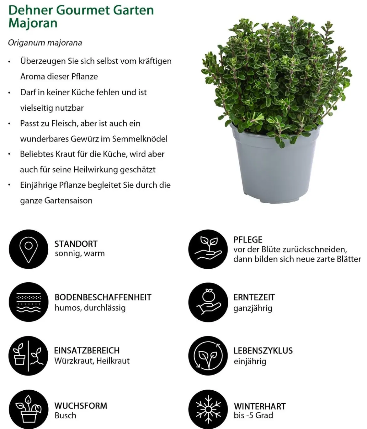 Dehner Gourmet Garten Majoran, einjährig