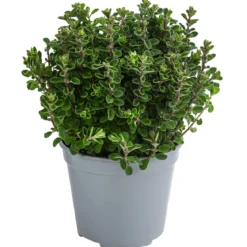 Dehner Gourmet Garten Majoran, einjährig