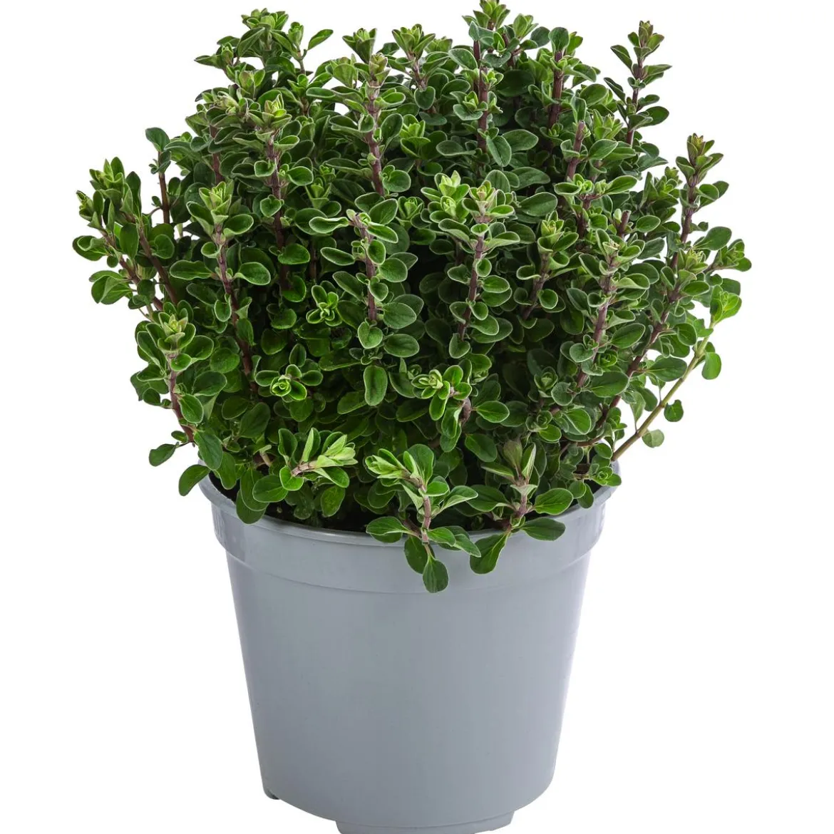 Dehner Gourmet Garten Majoran, einjährig