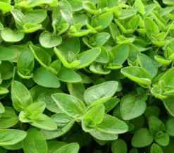 Dehner Gourmet Garten Majoran, einjährig