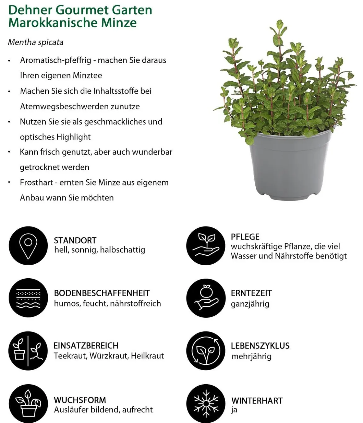 Dehner Gourmet Garten Marokkanische Minze