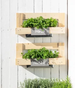 Dehner Gourmet Garten Marokkanische Minze