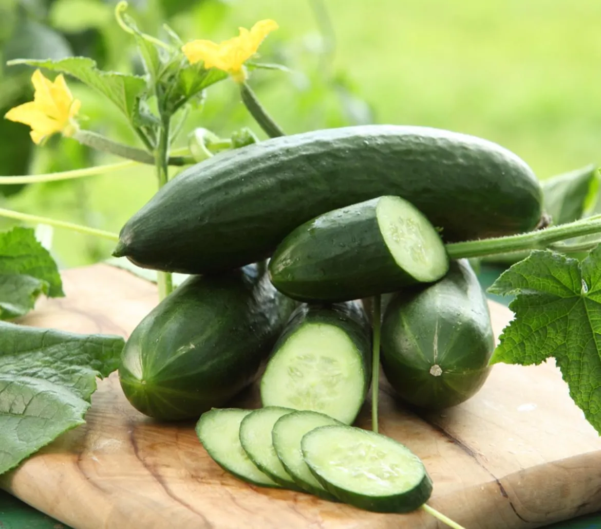 Dehner Gourmet Garten Mini Schlangengurke, veredelt