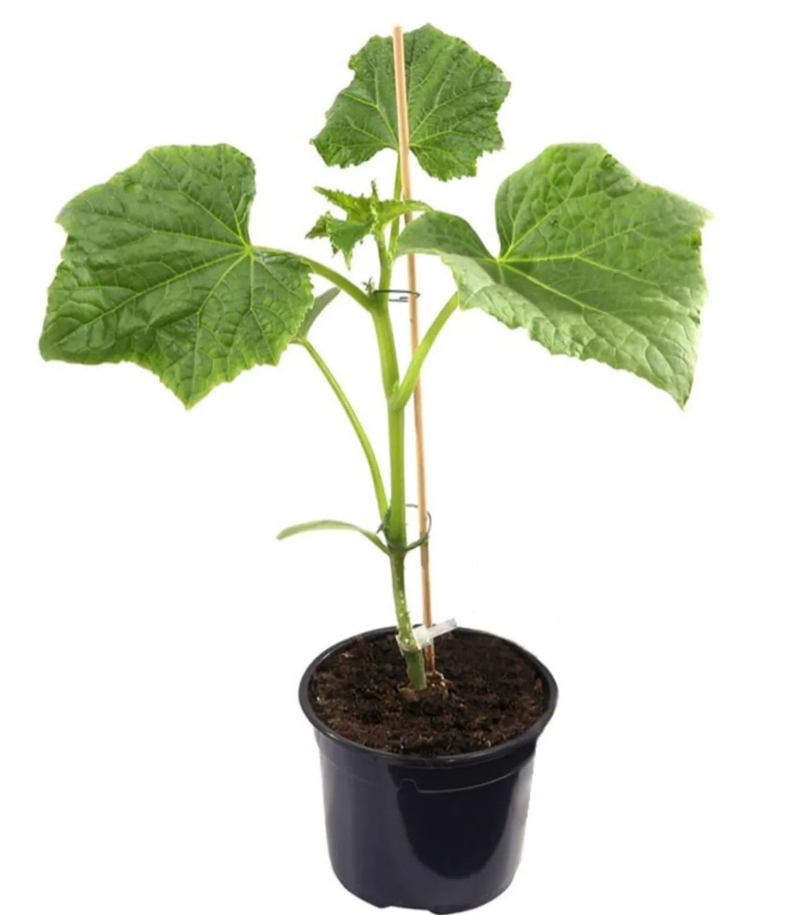 Dehner Gourmet Garten Mini Schlangengurke, veredelt