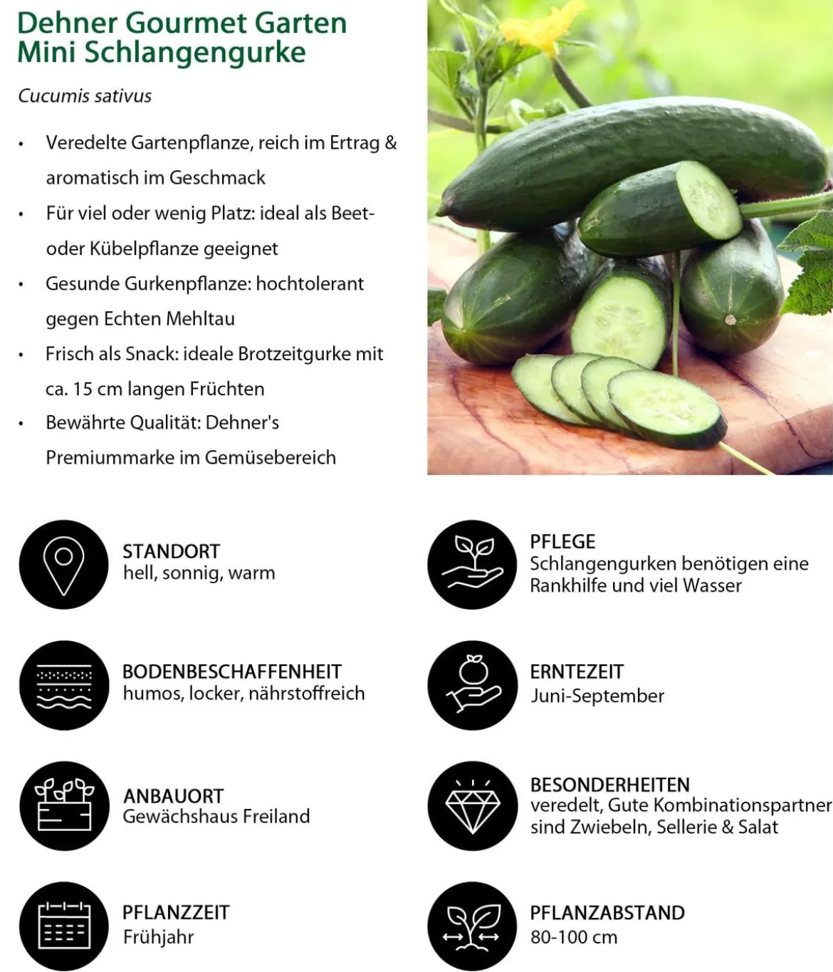 Dehner Gourmet Garten Mini Schlangengurke, veredelt