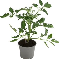 Dehner Gourmet Garten Ochsenherztomate, veredelt