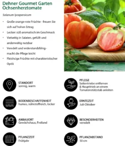 Dehner Gourmet Garten Ochsenherztomate, veredelt