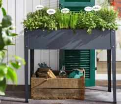 Dehner Gourmet Garten Oregano