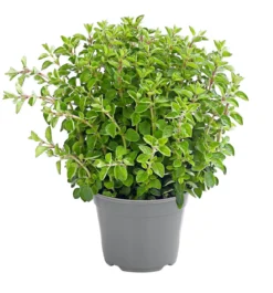 Dehner Gourmet Garten Oregano