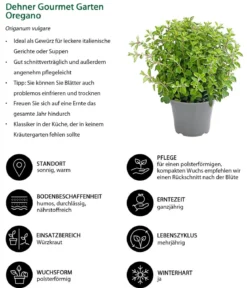 Dehner Gourmet Garten Oregano