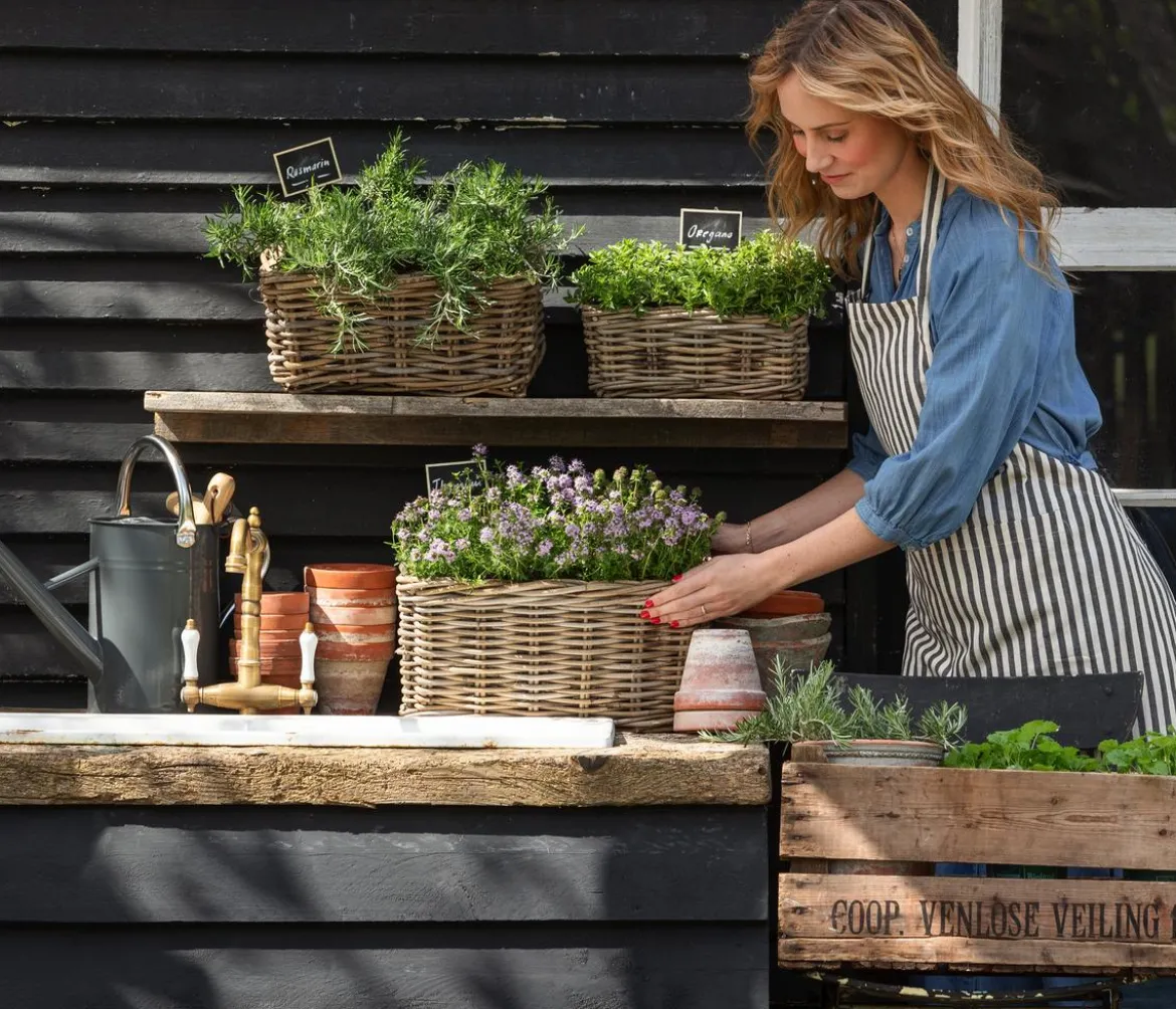 Dehner Gourmet Garten Oregano