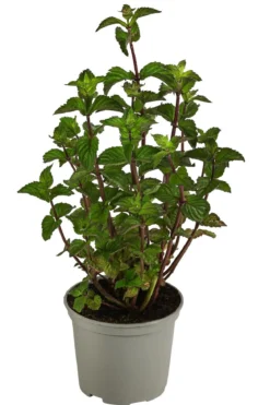 Dehner Gourmet Garten Pfefferminze
