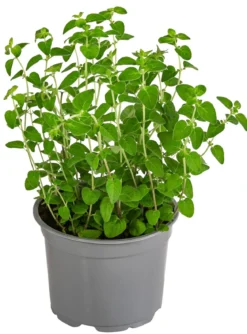 Dehner Gourmet Garten Pizza-Oregano