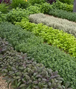 Dehner Gourmet Garten Purpursalbei