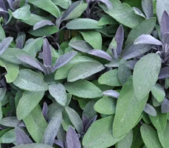 Dehner Gourmet Garten Purpursalbei
