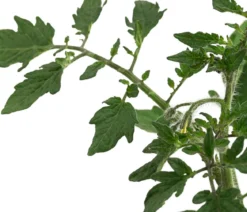 Dehner Gourmet Garten Riesen Steaktomate, veredelt