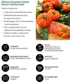 Dehner Gourmet Garten Riesen Steaktomate, veredelt