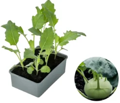 Dehner Gourmet Garten Riesenkohlrabi, 6er Schale
