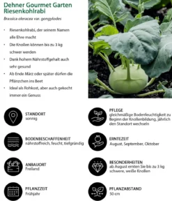 Dehner Gourmet Garten Riesenkohlrabi, 6er Schale