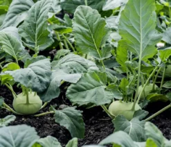Dehner Gourmet Garten Riesenkohlrabi, 6er Schale