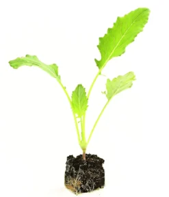 Dehner Gourmet Garten Riesenkohlrabi, 6er Schale